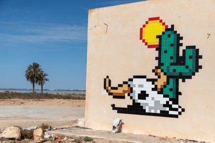 DJBA_27 - Cactus Death Head - El Kantara - Djerba, Tunisie /// 50 pts