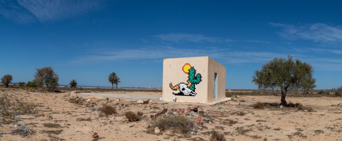 DJBA_27 - Cactus Death Head - El Kantara - Djerba, Tunisie /// 50 pts