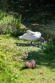 FTBL_30 - Have you seen the swan ? - Fontaine-le-Port (77) /// 20 pts