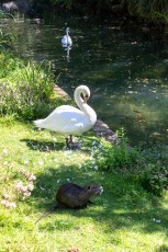 FTBL_30 - Have you seen the swan ? -  Rue de la vieille montagne - Fontaine-le-Port  (77) /// 20 pts
