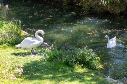 FTBL_30 - Have you seen the swan ? - Fontaine-le-Port (77) /// 20 pts