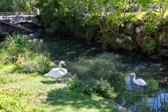 FTBL_30 - Have you seen the swan ? -  Rue de la vieille montagne - Fontaine-le-Port  (77) /// 20 pts