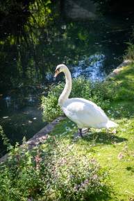 FTBL_30 - Have you seen the swan ? - Fontaine-le-Port (77) /// 20 pts
