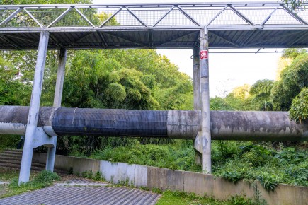 PA-1589 - Invasion bambous - Bambouseraie - Quartier du Bassin de la Villette 19è /// 30 pts