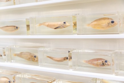 "Triple Trouble" exposition de Invader, Shepard Fairey et Damien Hirst à la Newport Street Gallery du 10 octobre 2025 au 29 mars 2026