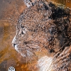 C215 à Vitry