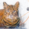 C215 à Vitry