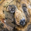 "Accord de Paris" exposition de Bordalo II à la galerie Mathgoth