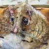 "Accord de Paris" exposition de Bordalo II à la galerie Mathgoth