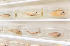 "Triple Trouble" exposition de Invader, Shepard Fairey et Damien Hirst à la Newport Street Gallery