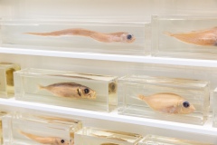 "Triple Trouble" exposition de Invader, Shepard Fairey et Damien Hirst à la Newport Street Gallery