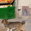 Grafs, pochoirs et affiches sur les murs de Paris