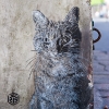 Pochoirs et affiches de C215 sur les murs de Vitry (Paris)