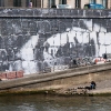 Affichage de JR sur l\'Île Saint-Louis à Paris dans le cadre de son projet