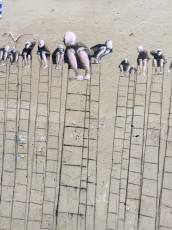 Philippe Hérard "Ardoises" au Cabinet d'amateur, rue de la Forge Royale 11è - Novembre 2014