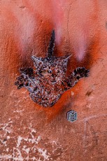 C215 à Marrakech - Décembre 2016