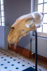 "Anomal" exposition de Quentin Garel au domaine de Chamarande (91) du 25 janvier au 29 mars 2020. Prolongations jusqu'au 14 juin 2020.