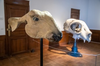 "Anomal" exposition de Quentin Garel au domaine de Chamarande (91) du 25 janvier au 29 mars 2020. Prolongations jusqu'au 14 juin 2020.