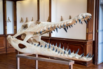 "Anomal" exposition de Quentin Garel au domaine de Chamarande (91) du 25 janvier au 29 mars 2020. Prolongations jusqu'au 14 juin 2020.