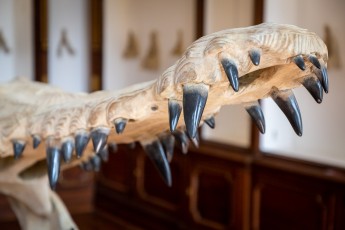 "Anomal" exposition de Quentin Garel au domaine de Chamarande (91) du 25 janvier au 29 mars 2020. Prolongations jusqu'au 14 juin 2020.