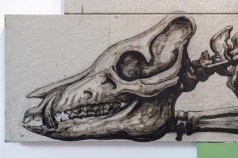 "Histoire naturelle" exposition de ROA à la galerie Itinerrance à partir du 12 décembre 2020.