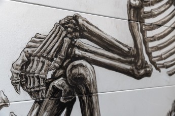 "Histoire naturelle" exposition de ROA à la galerie Itinerrance à partir du 12 décembre 2020.