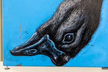 "Histoire naturelle" exposition de ROA à la galerie Itinerrance à partir du 12 décembre 2020.