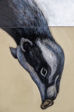 "Histoire naturelle" exposition de ROA à la galerie Itinerrance à partir du 12 décembre 2020.