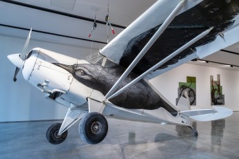 "Histoire naturelle" exposition de ROA à la galerie Itinerrance à partir du 12 décembre 2020.