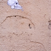 Grafs, pochoirs et affiches sur les murs de Paris