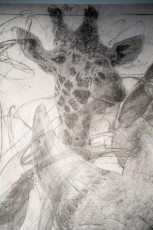 "Anomal" exposition de Quentin Garel au domaine de Chamarande (91) du 25 janvier au 29 mars 2020. Prolongations jusqu'au 14 juin 2020.