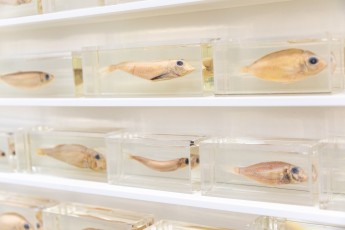 "Triple Trouble" exposition de Invader, Shepard Fairey et Damien Hirst à la Newport Street Gallery du 10 octobre 2025 au 29 mars 2026