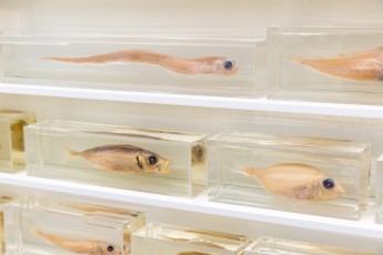 "Triple Trouble" exposition de Invader, Shepard Fairey et Damien Hirst à la Newport Street Gallery du 10 octobre 2025 au 29 mars 2026